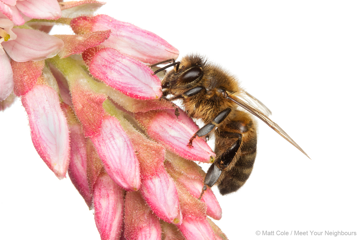 MYN Honey Bee 1